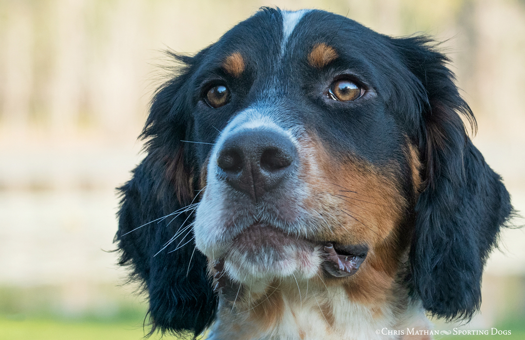 what do bird dogs do