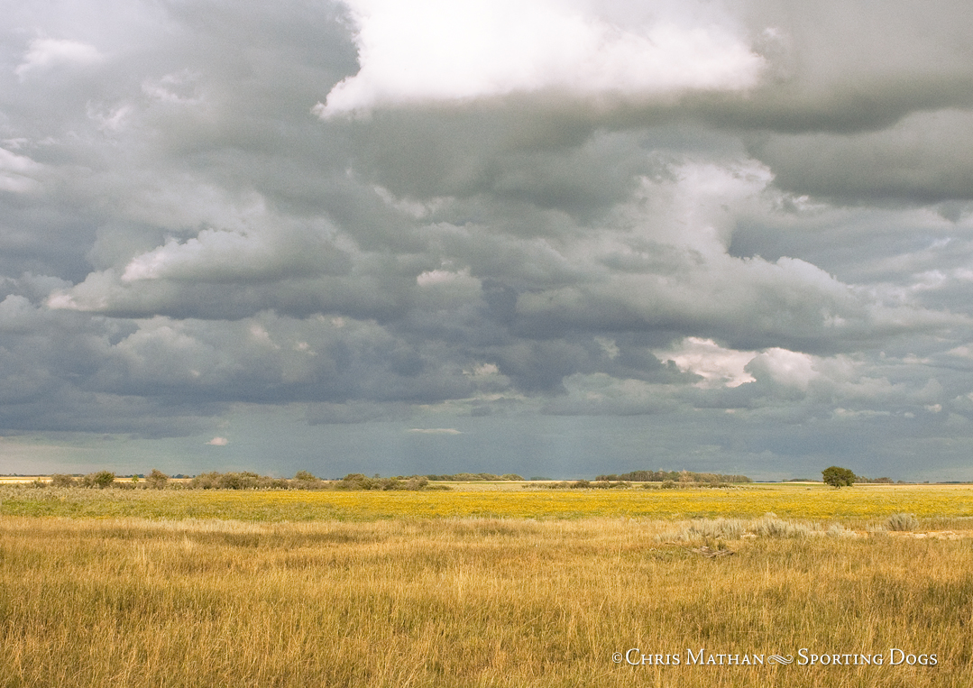 The Prairies – Tom Word